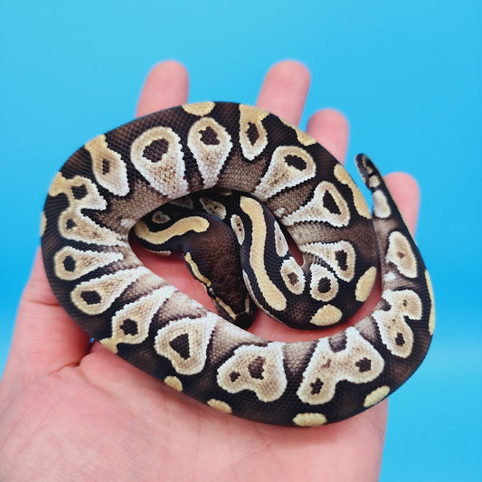 Male Black Head Lesser Ball Python