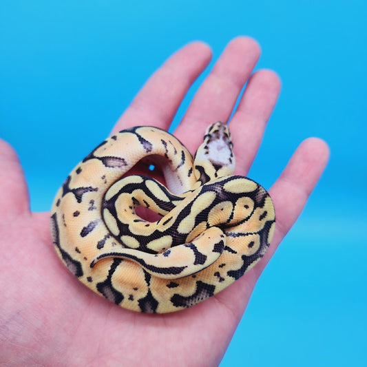 Female Ball Pythons for Sale – Frank Cuzzolina