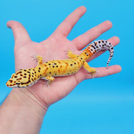 Male Mandarin Inferno Bold Emerine Possible White & Yellow Leopard Gecko (very nice in person!)