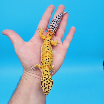 Male Mandarin Inferno Bold Emerine Possible White & Yellow Leopard Gecko (very nice in person!)