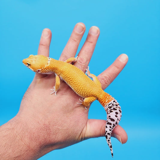 Male Mandarin Turcmenicus Super Hypo Leopard Gecko
