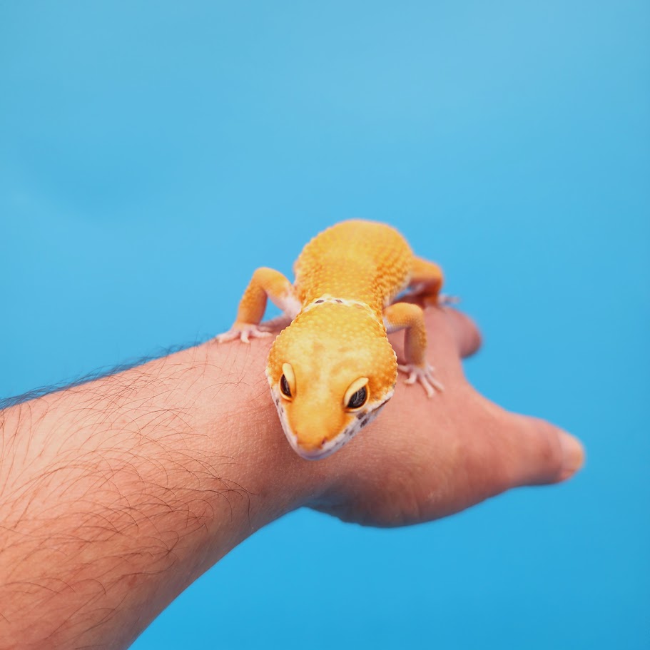 Male Mandarin Turcmenicus Super Hypo Leopard Gecko