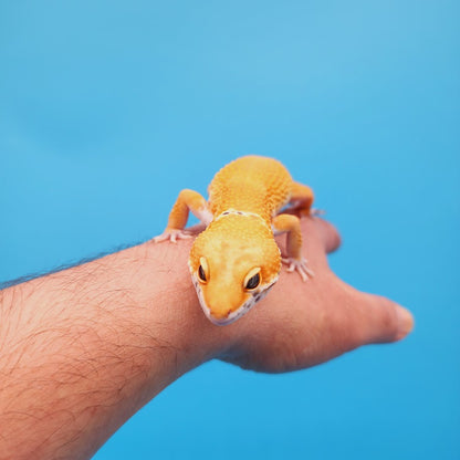 Male Mandarin Turcmenicus Super Hypo Leopard Gecko