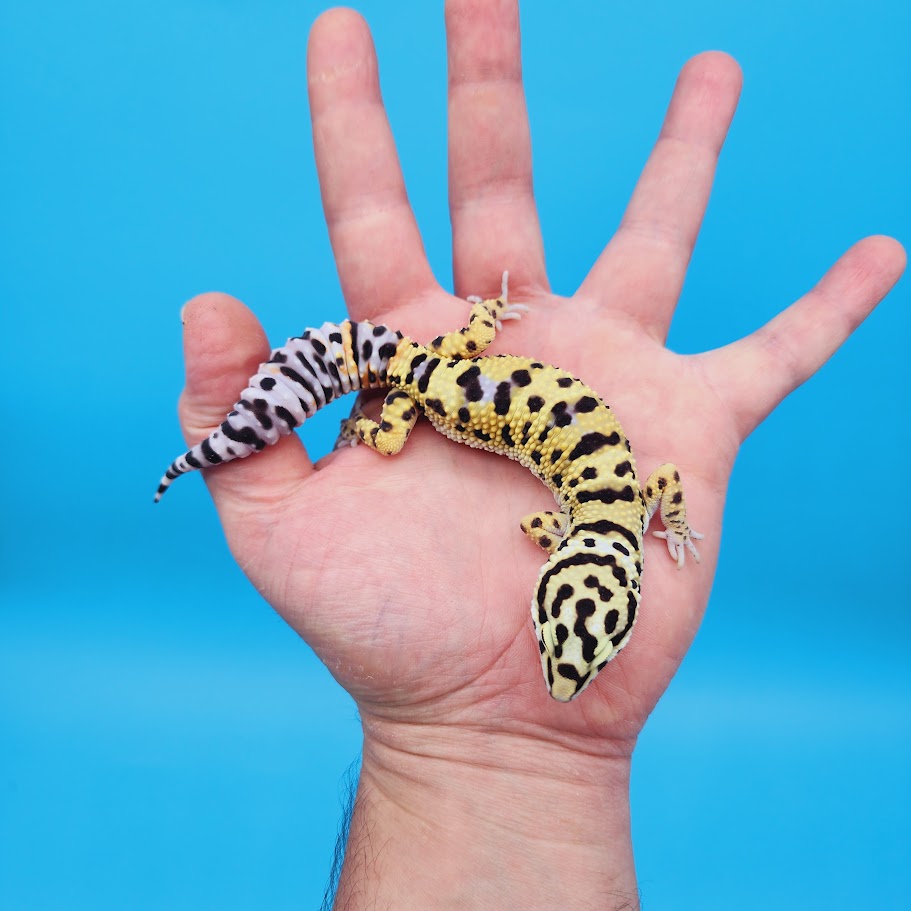 Male Hyper Xanthic Afghanicus Bold Bandit Inkspot Possible White & Yellow Leopard Gecko