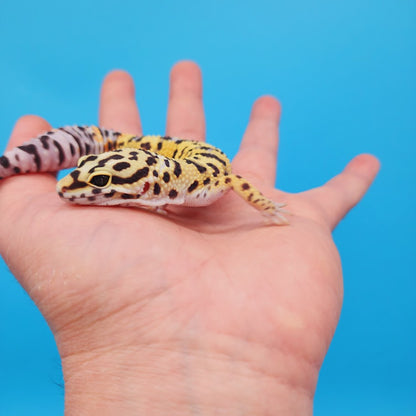 Male Hyper Xanthic Afghanicus Bold Bandit Inkspot Possible White & Yellow Leopard Gecko