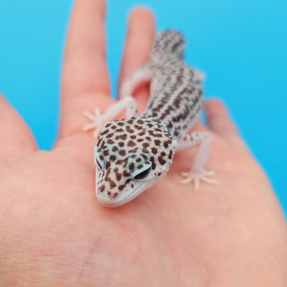 Female Super Snow Leopard Gecko (Afghan or Fasciolatus; lost ID tag)
