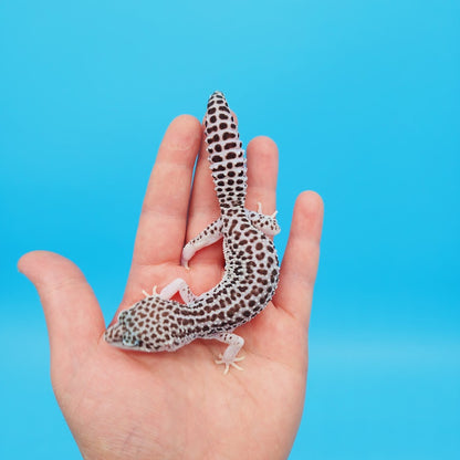Female Super Snow Leopard Gecko (Afghan or Fasciolatus; lost ID tag)