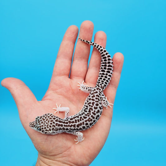 Female Super Snow Leopard Gecko (Afghan or Fasciolatus; lost ID tag)