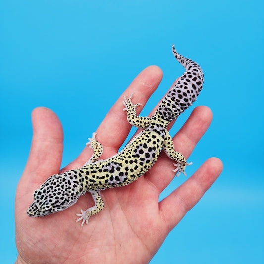 Male Afghanicus Mack Snow Leopard Gecko (pet; slightly oddly bent front legs)