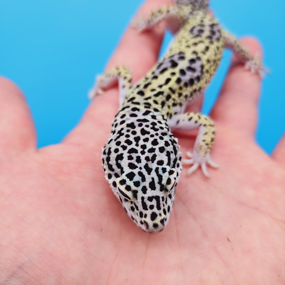 Male Afghanicus Mack Snow Leopard Gecko (pet; slightly oddly bent front legs)
