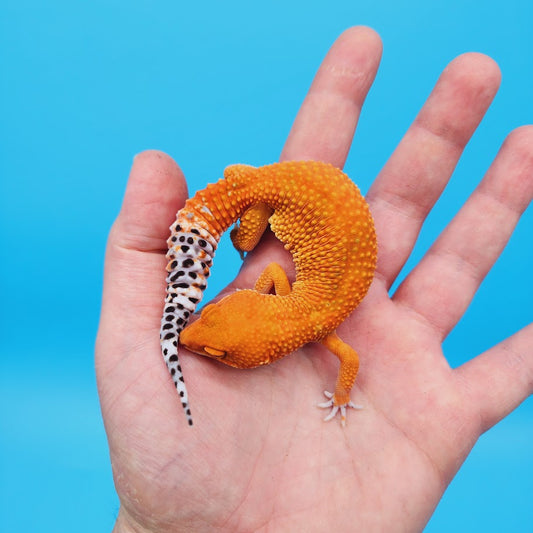 Female Mandarin Inferno Super Hypo Baldy Carrot Tail Leopard Gecko