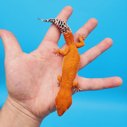 Female Mandarin Inferno Super Hypo Baldy Carrot Tail Leopard Gecko