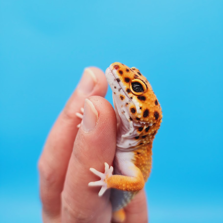Female Mandarin Inferno Emerine Leopard Gecko (funny tail)