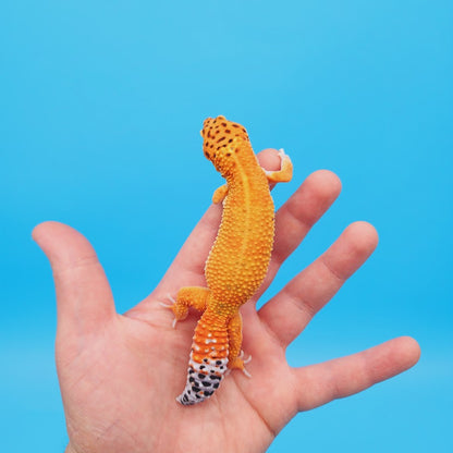 Female Mandarin Inferno Emerine Leopard Gecko (funny tail)