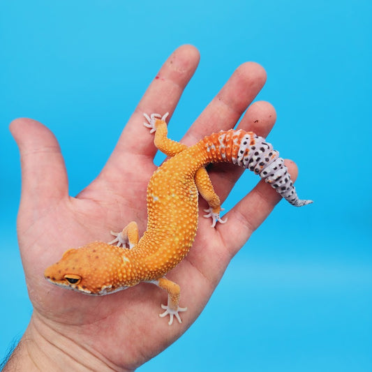 Male Mandarin Inferno White Spot Leopard Gecko