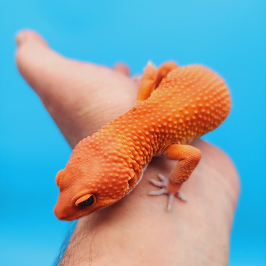 Male Mandarin Inferno Super Hypo Baldy Red Dragon Leopard Gecko (DEEP Orange)