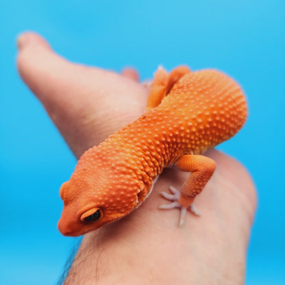 Male Mandarin Inferno Super Hypo Baldy Red Dragon Leopard Gecko (DEEP Orange)