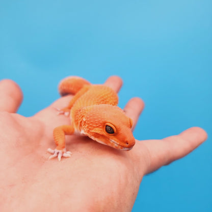 Male Mandarin Inferno Super Hypo Baldy Red Dragon Leopard Gecko (DEEP Orange)