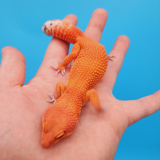 Male Mandarin Inferno Super Hypo Baldy Red Dragon Leopard Gecko (DEEP Orange)