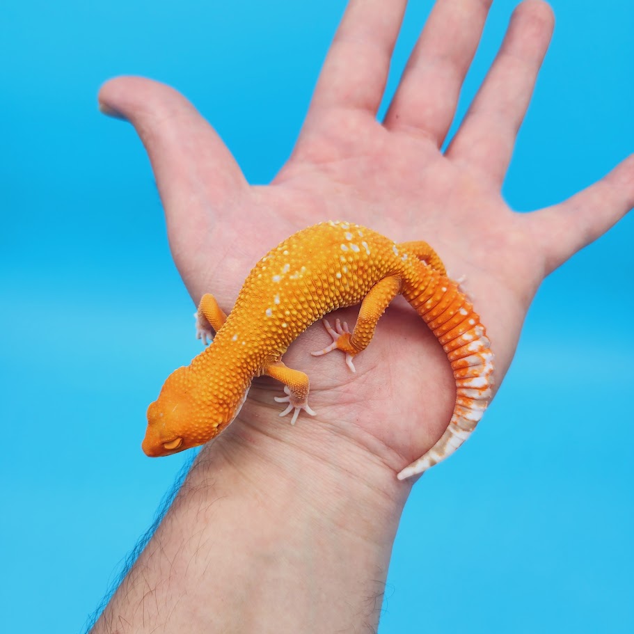 Female Mandarin Tremper Albino White Spot Leopard Gecko (slightly rounded tail tip; barely noticeable)