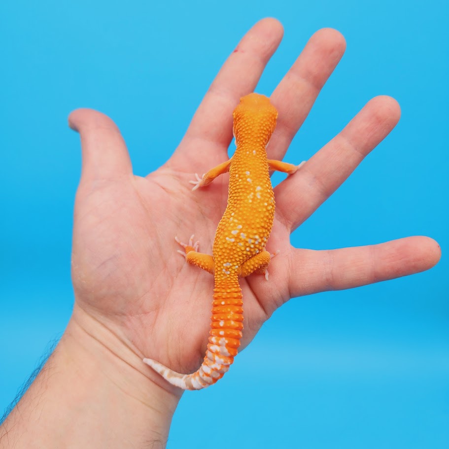 Female Mandarin Tremper Albino White Spot Leopard Gecko (slightly rounded tail tip; barely noticeable)