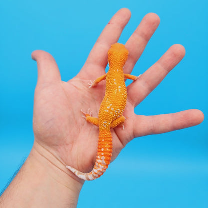Female Mandarin Tremper Albino White Spot Leopard Gecko (slightly rounded tail tip; barely noticeable)