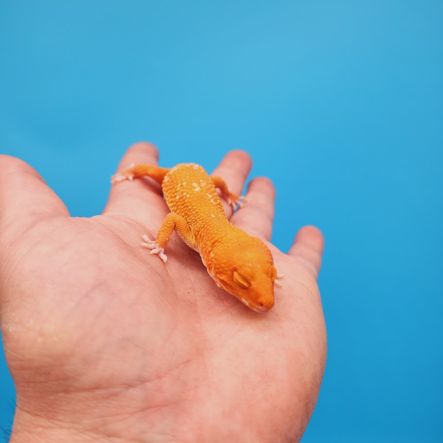 Female Mandarin Tremper Albino White Spot Leopard Gecko (slightly rounded tail tip; barely noticeable)
