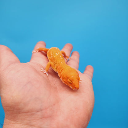 Female Mandarin Tremper Albino White Spot Leopard Gecko (slightly rounded tail tip; barely noticeable)