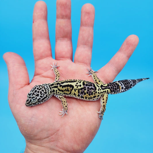 Female Black Night (50%) Afghanicus (25%) Turcmenicus (25%) Leopard Gecko (RARE project!)