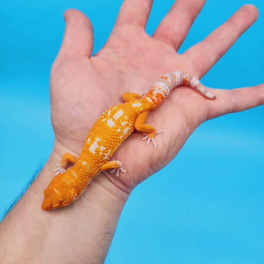 Female Mandarin Tremper Albino White Spot Leopard Gecko (slightly rounded tail tip)