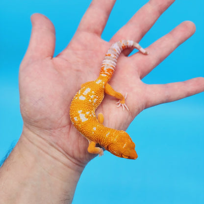 Female Mandarin Tremper Albino White Spot Leopard Gecko (slightly rounded tail tip)