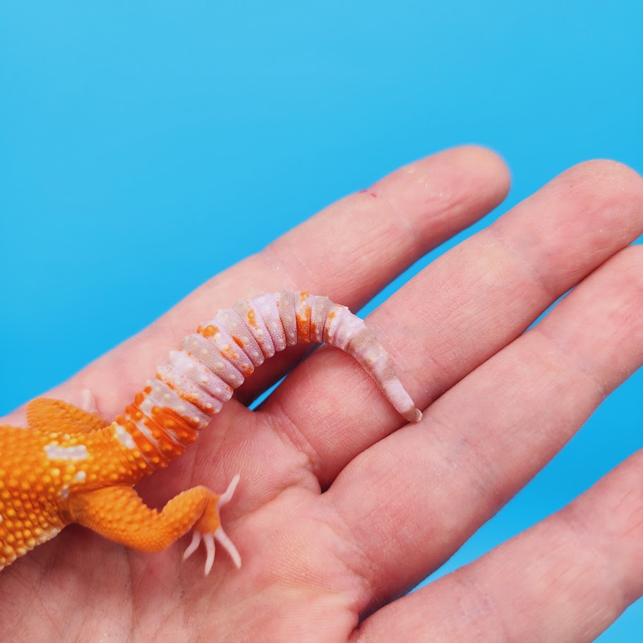 Female Mandarin Tremper Albino White Spot Leopard Gecko (slightly rounded tail tip)