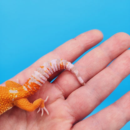 Female Mandarin Tremper Albino White Spot Leopard Gecko (slightly rounded tail tip)