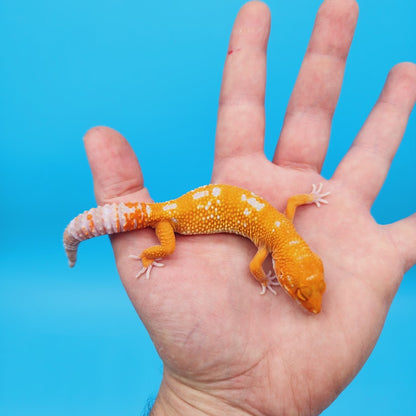 Female Mandarin Tremper Albino White Spot Leopard Gecko (slightly rounded tail tip)