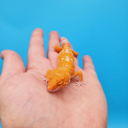 Female Mandarin Tremper Albino White Spot Leopard Gecko (slightly rounded tail tip)