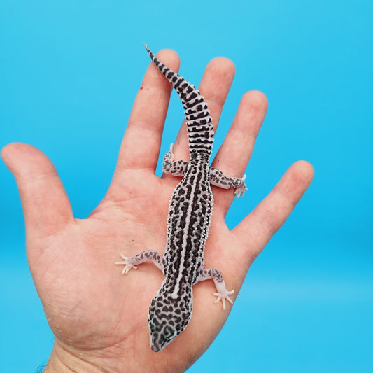 Male Afghanicus Super Snow Leopard Gecko (pet; slightly oddly bent front legs)