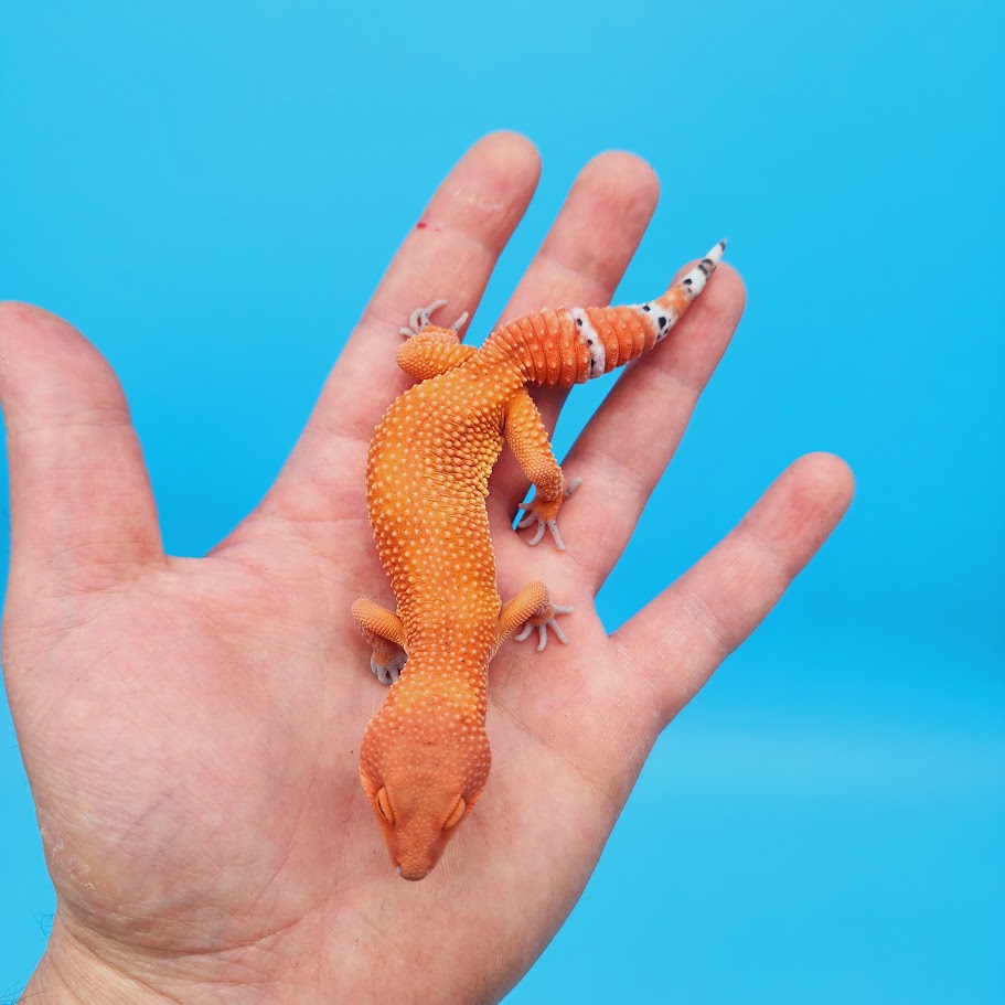 Male Mandarin Inferno Super Hypo Baldy Red Dragon Leopard Gecko (DEEP Orange; funny tail)