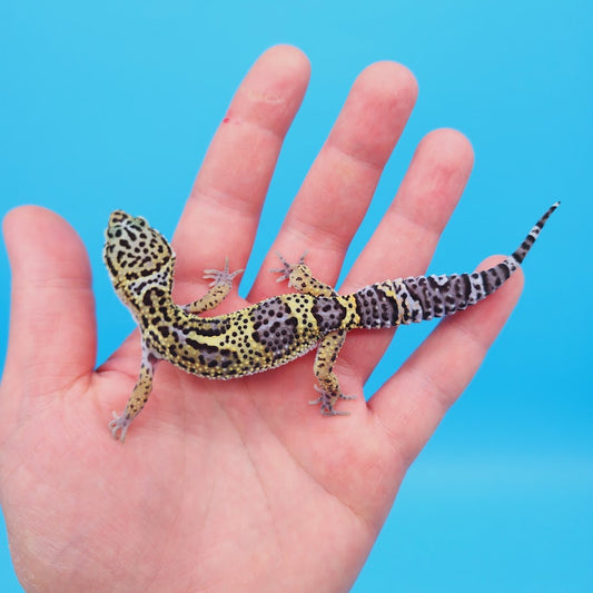 Female Black Night (50%) Afghanicus (25%) Turcmenicus (25%) Leopard Gecko (RARE project!)