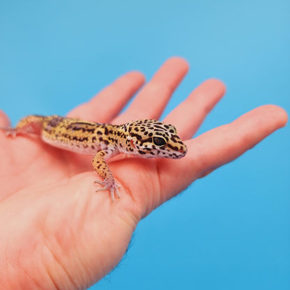 Female Black Night (50%) Afghanicus (25%) Turcmenicus (25%) Leopard Gecko (RARE project!)