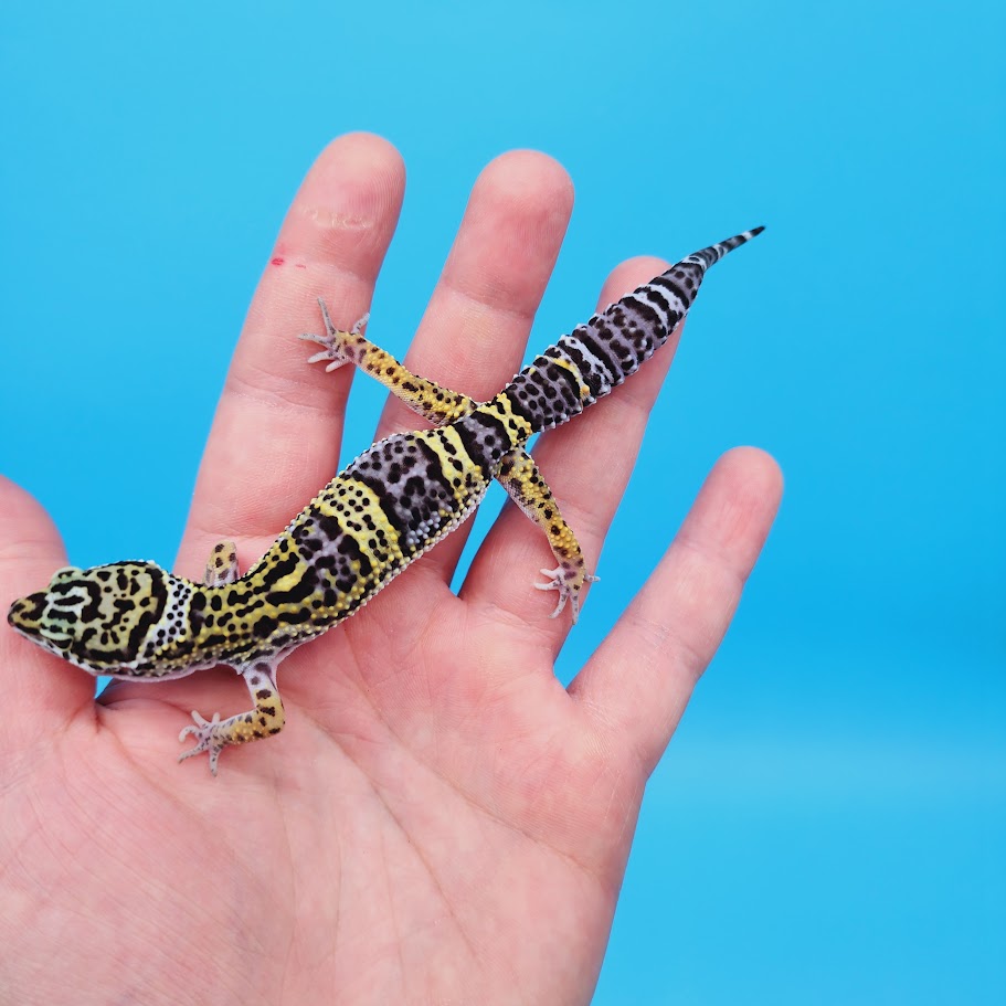 Female Black Night (50%) Afghanicus (25%) Turcmenicus (25%) Leopard Gecko (RARE project!)