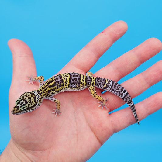 Female Black Night (50%) Afghanicus (25%) Turcmenicus (25%) Leopard Gecko (RARE project!)