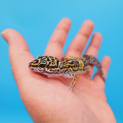 Female Black Night (50%) Afghanicus (25%) Turcmenicus (25%) Leopard Gecko (RARE project!)