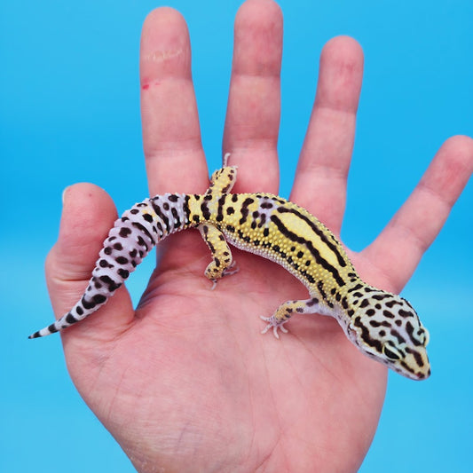 Female Black Night (50%) Afghanicus (25%) Turcmenicus (25%) Leopard Gecko (RARE project!)