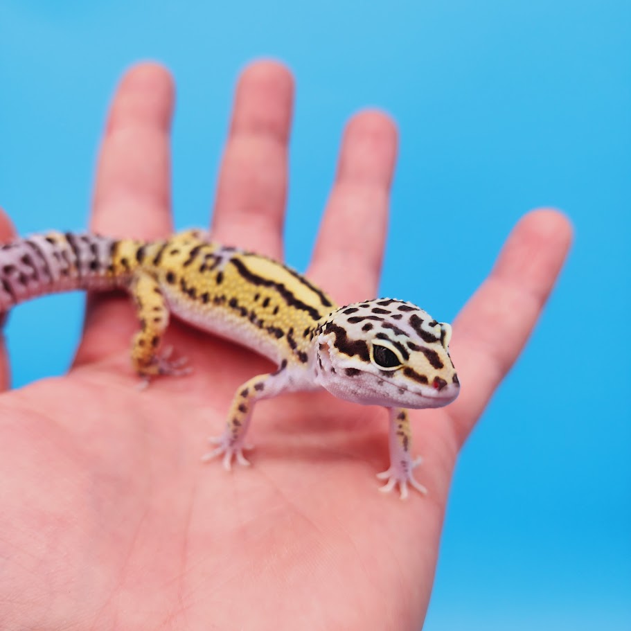 Female Black Night (50%) Afghanicus (25%) Turcmenicus (25%) Leopard Gecko (RARE project!)