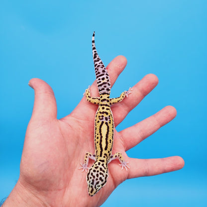 Female Black Night (50%) Afghanicus (25%) Turcmenicus (25%) Leopard Gecko (RARE project!)