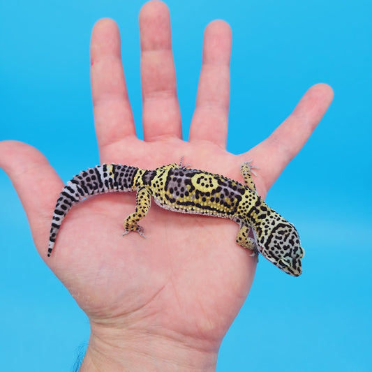 Female Black Night (50%) Afghanicus (25%) Turcmenicus (25%) Leopard Gecko (RARE project!)