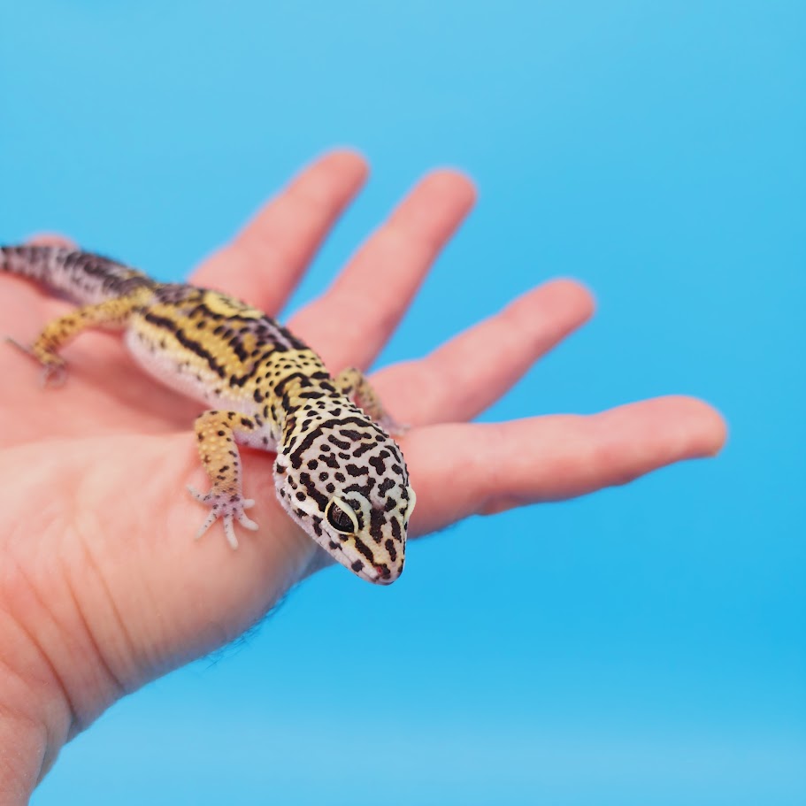 Female Black Night (50%) Afghanicus (25%) Turcmenicus (25%) Leopard Gecko (RARE project!)