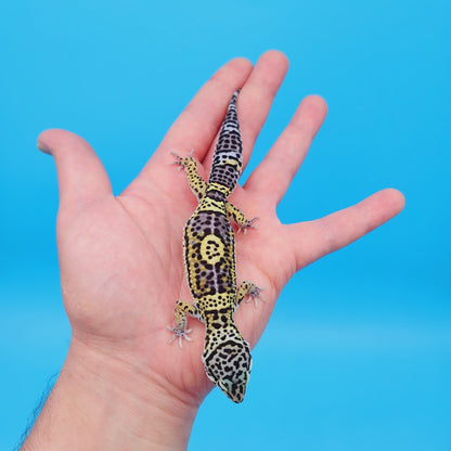 Female Black Night (50%) Afghanicus (25%) Turcmenicus (25%) Leopard Gecko (RARE project!)