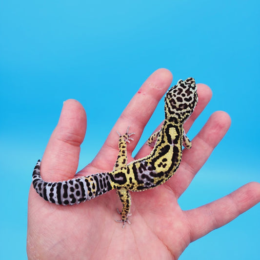 Female Black Night (50%) Afghanicus (25%) Turcmenicus (25%) Leopard Gecko (RARE project!)