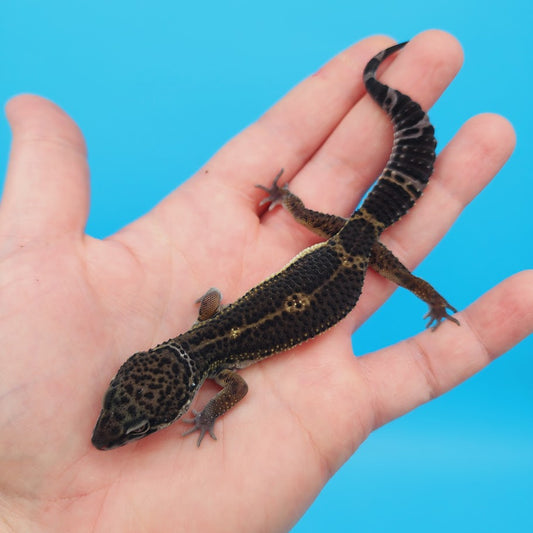 Male Black Night Leopard Gecko (High Quality)